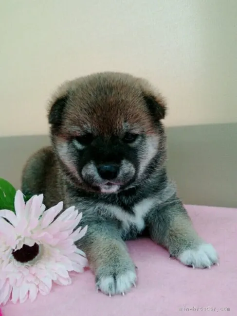 ID:1804-01873の子犬