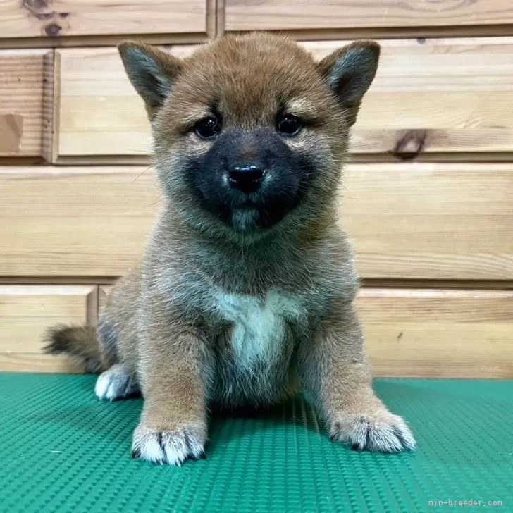 ID：2404-06702の子犬