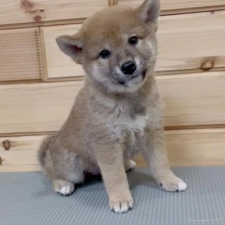 ID：2204-03965の子犬