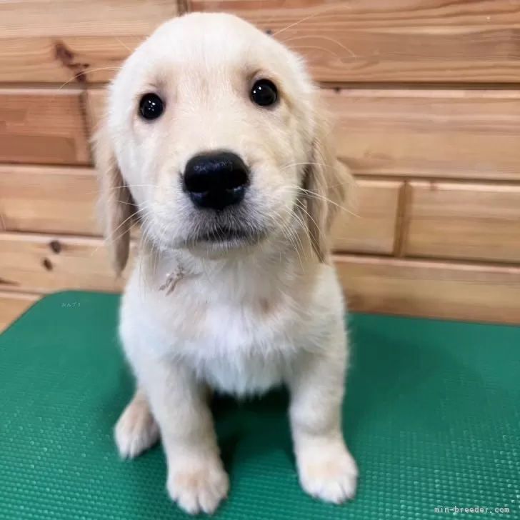 ID:2404-06120の子犬