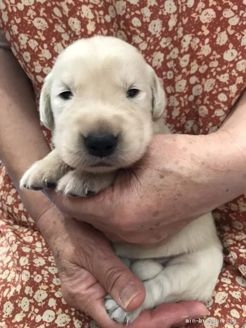 ID:2009-01132の子犬