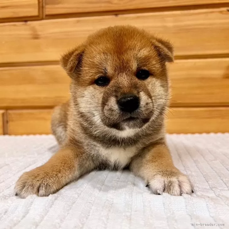 ID：2409-05528の子犬