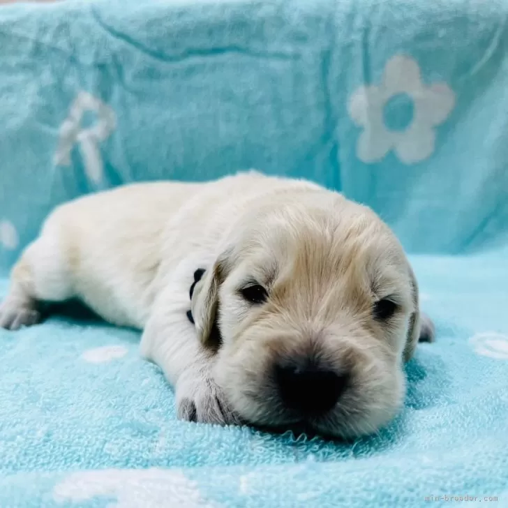 ID:2404-06118の子犬