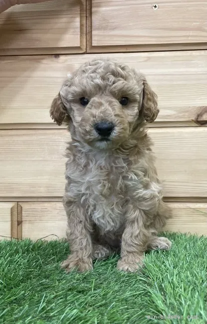 ID：2204-03657の子犬