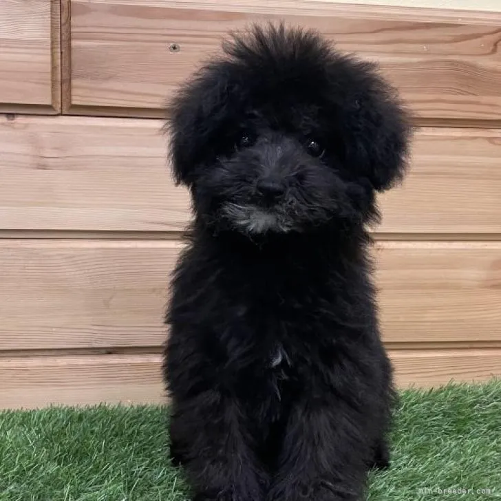 ID:2204-03962の子犬