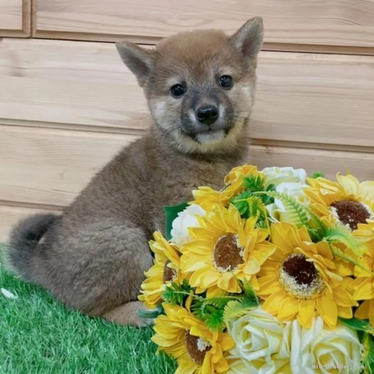 ID:2204-04139の子犬