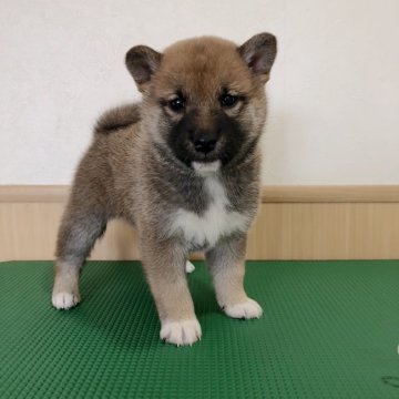 柴犬(豆柴)【青森県・女の子・2019年11月19日・赤】の写真「小ぶりでプクプクな可愛らしい女の子です😊」