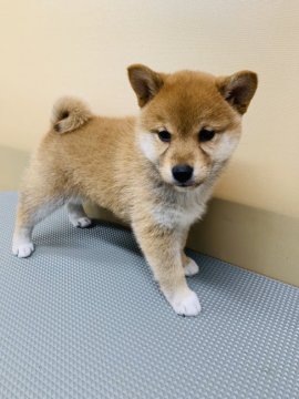 柴犬(豆柴)【青森県・女の子・2019年11月19日・赤】の写真「とっても小ぶりで可愛らしい女の子😊」