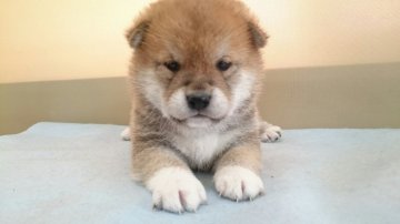 柴犬(標準サイズ)【青森県・男の子・2018年3月19日・赤】の写真「兄妹達とすくすく成長中です♡」