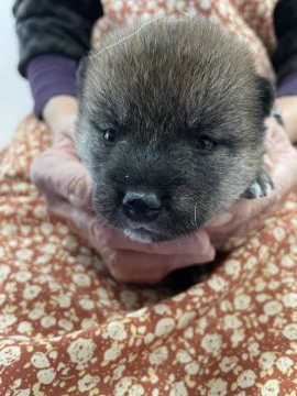 柴犬(標準サイズ)【青森県・男の子・2021年10月3日・赤】の写真「豆柴サイズのママから産まれた男の子💕」