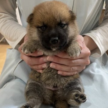 柴犬(標準サイズ)【青森県・男の子・2023年10月18日・赤】の写真「4兄妹唯一の男の子♪ママは豆柴サイズです🐾」