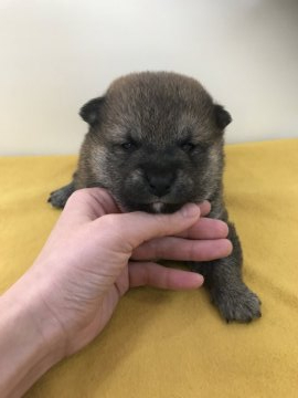柴犬(標準サイズ)【青森県・男の子・2020年2月7日・赤】の写真「一人っ子で愛情たっぷりにすくすく成長しています❣️」