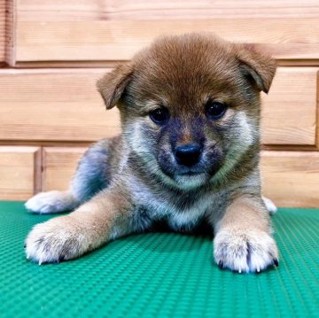 柴犬(標準サイズ)【青森県・男の子・2024年9月7日・赤】の写真「4兄妹のとっても可愛らしい男の子🐾」