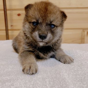 柴犬(豆柴)【青森県・男の子・2021年10月3日・赤】の写真「小ぶりで可愛らしい男の子😁」