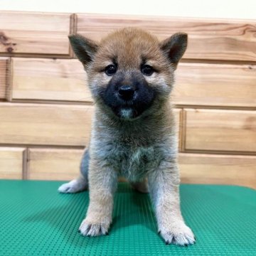 柴犬(豆柴)【青森県・男の子・2024年4月6日・赤】の写真「小ぶりなパパとママから産まれた長男君🐾」