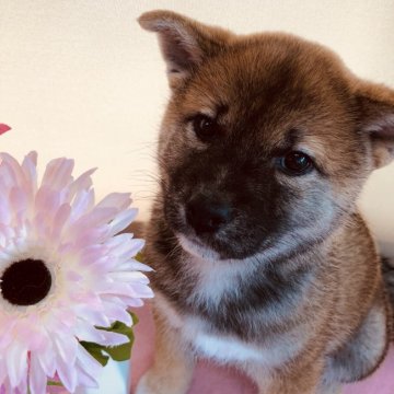 柴犬(標準サイズ)【青森県・女の子・2018年3月19日・赤】の写真「兄妹達とすくすく成長中♡」