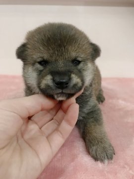柴犬(標準サイズ)【青森県・男の子・2019年11月18日・赤】の写真「小ぶりで可愛らしい男の子です😊」