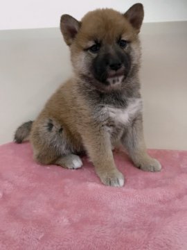 柴犬(豆柴)【青森県・男の子・2019年11月19日・赤】の写真「小ぶりでプクプクな可愛らしい男の子😊💕」