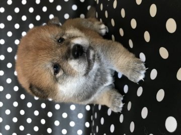 柴犬(標準サイズ)【青森県・女の子・2017年4月14日・赤】の写真「お母さんもお父さんもとても優しくて賢いです。」