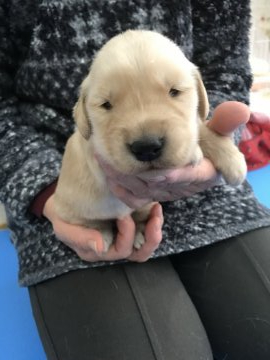 ゴールデンレトリバー【青森県・女の子・2019年11月18日・ゴールド】の写真「目が開きました🐶すくすく成長中です💕」