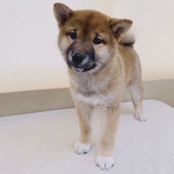 柴犬(標準サイズ)【青森県・女の子・2018年12月10日・赤】の写真「顔の黒い部分は白くなります(*^ω^*)♩」