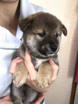柴犬(標準サイズ)【青森県・男の子・2017年9月3日・赤】の写真「鼻の黒いところは白くなります(*^ω^*)」