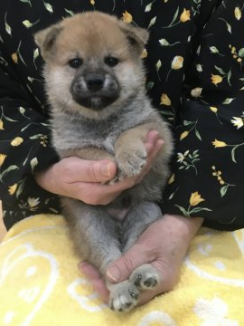 柴犬(標準サイズ)【青森県・男の子・2020年11月12日・赤】の写真「とても可愛らしい男の子🐶♡」