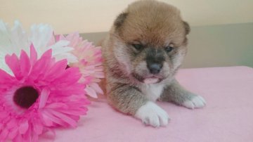 柴犬(標準サイズ)【青森県・女の子・2018年3月19日・赤】の写真「兄妹達とすくすく成長中です♡」
