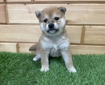 柴犬(標準サイズ)【青森県・女の子・2022年4月15日・赤】の写真「明るい赤
可愛い女の子💕」