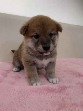 柴犬(標準サイズ)【青森県・男の子・2019年11月19日・赤】の写真「とっても小ぶりで可愛らしい男の子です😊💕」