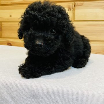 トイプードル(トイ)【青森県・男の子・2021年1月17日・ブラック】の写真「優良血統の母犬から産まれたイケメン君です😊」