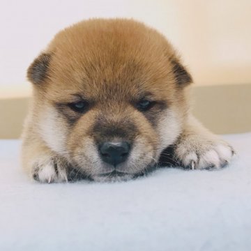 柴犬(標準サイズ)【青森県・男の子・2018年10月7日・赤】の写真「長男です！兄妹のなかで一番おっとりしています😊」