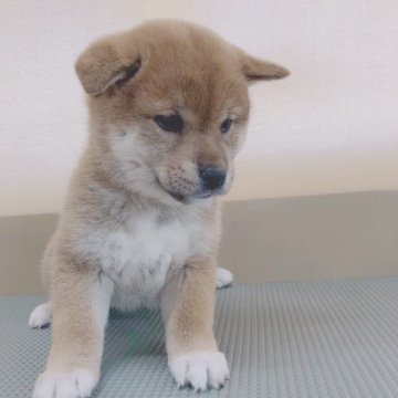 柴犬(標準サイズ)【青森県・女の子・2019年4月9日・赤】の写真「顔の黒い部分は大きくなるにつれて白くなります😊♩」