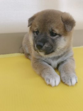 柴犬(標準サイズ)【青森県・女の子・2019年4月9日・赤】の写真「顔の黒い部分は大きくなるにつれて白くなります😊」