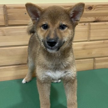柴犬(標準サイズ)【青森県・男の子・2024年4月15日・赤】の写真「コロコロむちむちの男の子🐾」