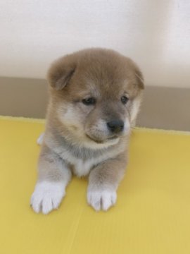 柴犬(標準サイズ)【青森県・男の子・2019年4月9日・赤】の写真「顔の黒い部分は大きくなるに連れて白くなります😊」