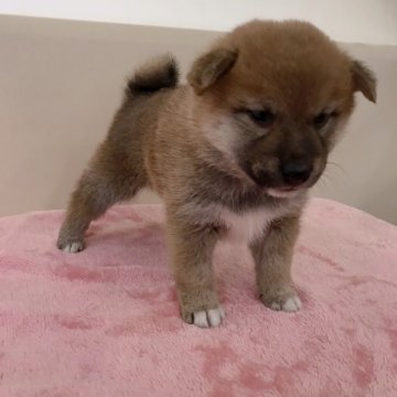 柴犬(標準サイズ)【青森県・男の子・2019年11月19日・赤】の写真「とっても小ぶりで可愛らしい男の子です😊」