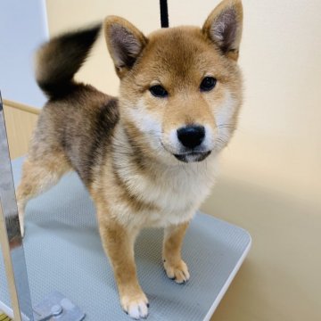柴犬(標準サイズ)【青森県・男の子・2018年10月31日・赤】の写真「顔の黒い部分は白くなります(*^ω^*)」