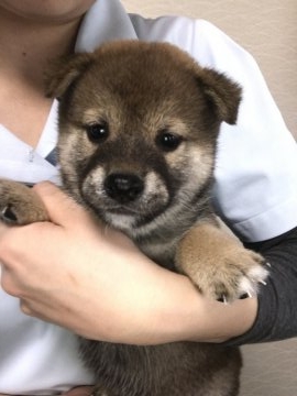 柴犬(標準サイズ)【青森県・男の子・2017年9月3日・赤】の写真「鼻の黒いところは白くなります(*^ω^*)」
