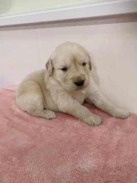 ゴールデンレトリバー【青森県・女の子・2019年11月18日・ゴールド】の写真「目が開きました🐶すくすく成長中です💕」