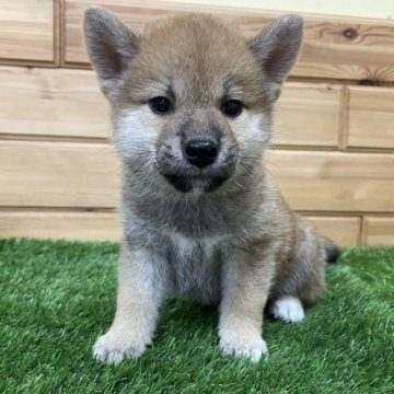 柴犬(標準サイズ)【青森県・男の子・2023年7月21日・赤】の写真「すくすく成長中(^-^)」