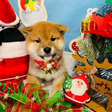 柴犬(標準サイズ)【青森県・男の子・2018年10月7日・赤】の写真「ぱっちり二重のおっとりとした三男坊です😊♩」