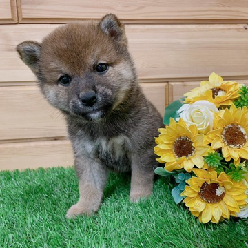 柴犬(豆柴)【青森県・男の子・2022年4月22日・赤】の写真「豆柴サイズのママから産まれた男の子😊💕」
