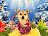 柴犬【・女の子・2021年8月8日・赤】