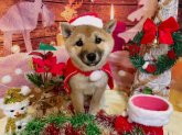 柴犬【・女の子・2021年8月8日・赤】「小百合の子犬の頃です♡」