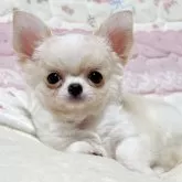 チワワ(ロング)