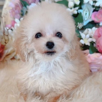 トイプードル(ティーカップ)【三重県・男の子・2025年6月28日・オレンジフォーン】の写真「太鼓判の可愛らしさ！小顔にクリクリお目目♡」