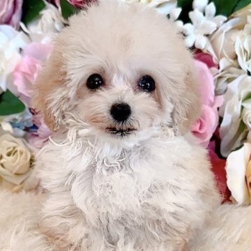 ティーカッププードル【三重県・男の子・2025年6月28日・オレンジフォーン】の写真「マイクロサイズ♡極小サイズ太鼓判の可愛らしさ♪」