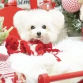 ティーカッププードル