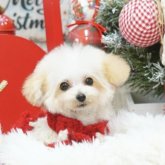 トイプードル(ティーカップ)